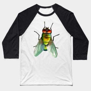 Your household fly. Can be annoying, but is surprisingly colourful. With beautiful metallic hues of green, gold and blue Baseball T-Shirt